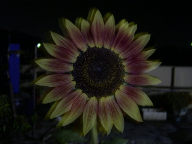 按此在新視窗瀏覽圖片