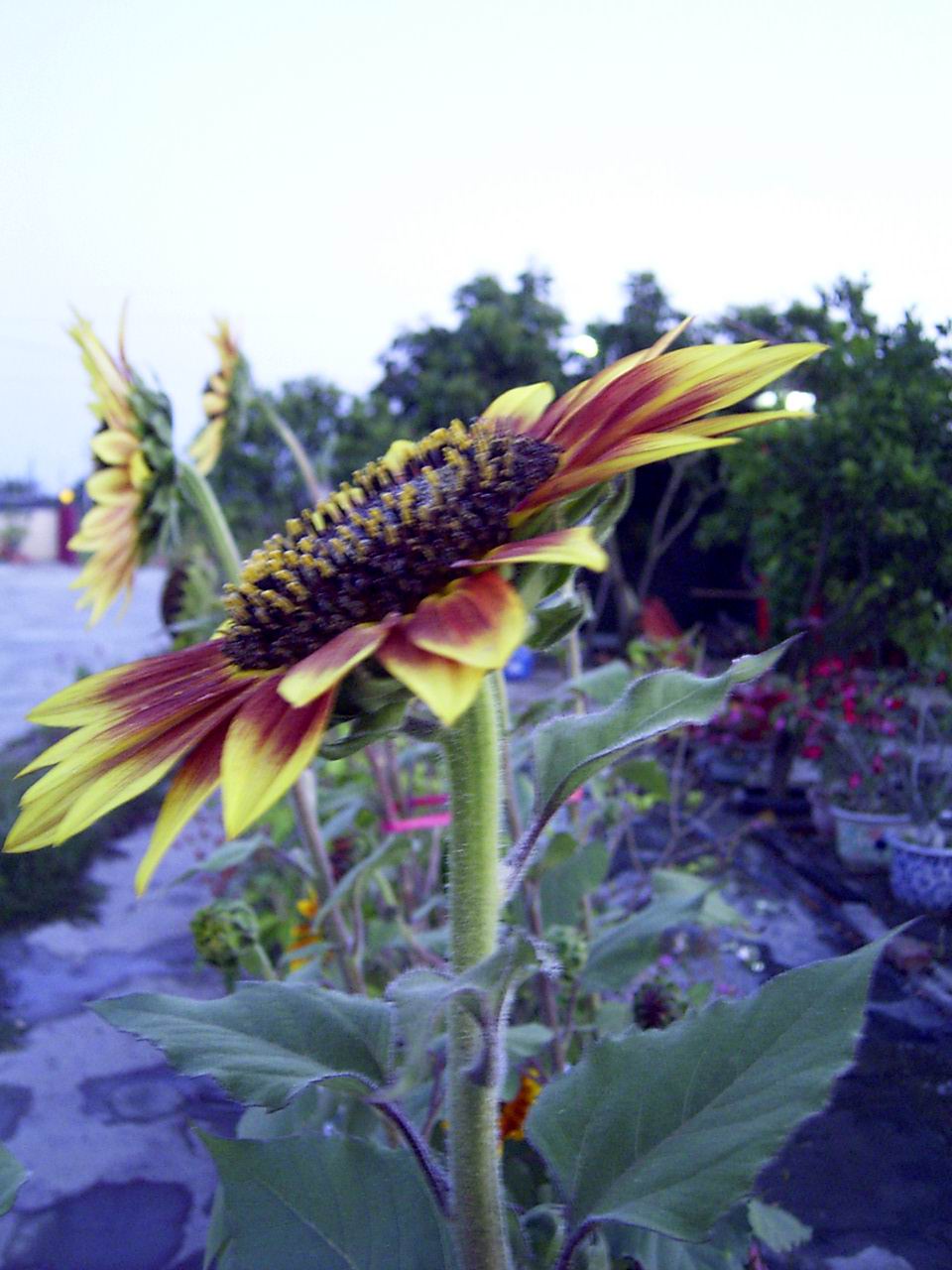 按此在新視窗瀏覽圖片