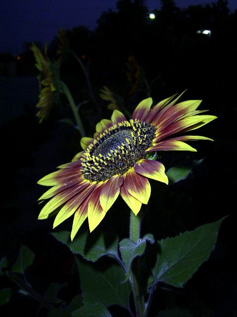 按此在新視窗瀏覽圖片