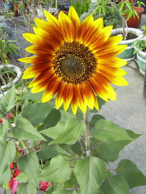 按此在新視窗瀏覽圖片