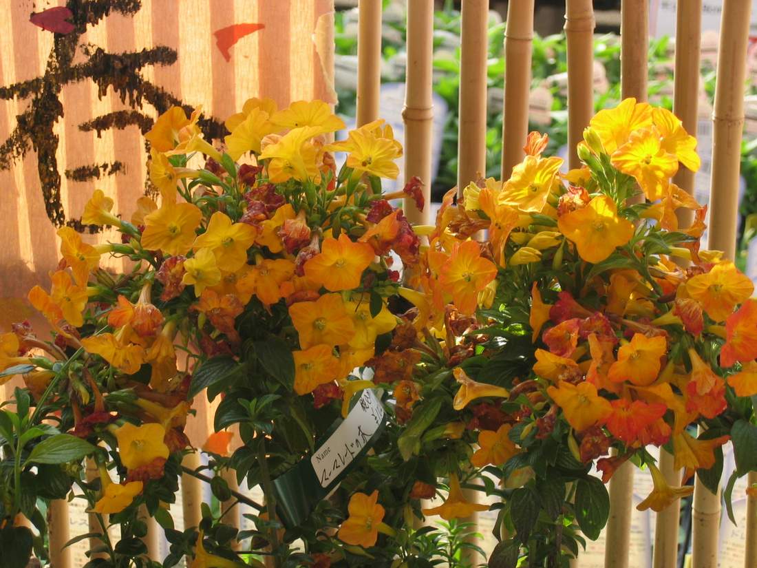 按此在新視窗瀏覽圖片