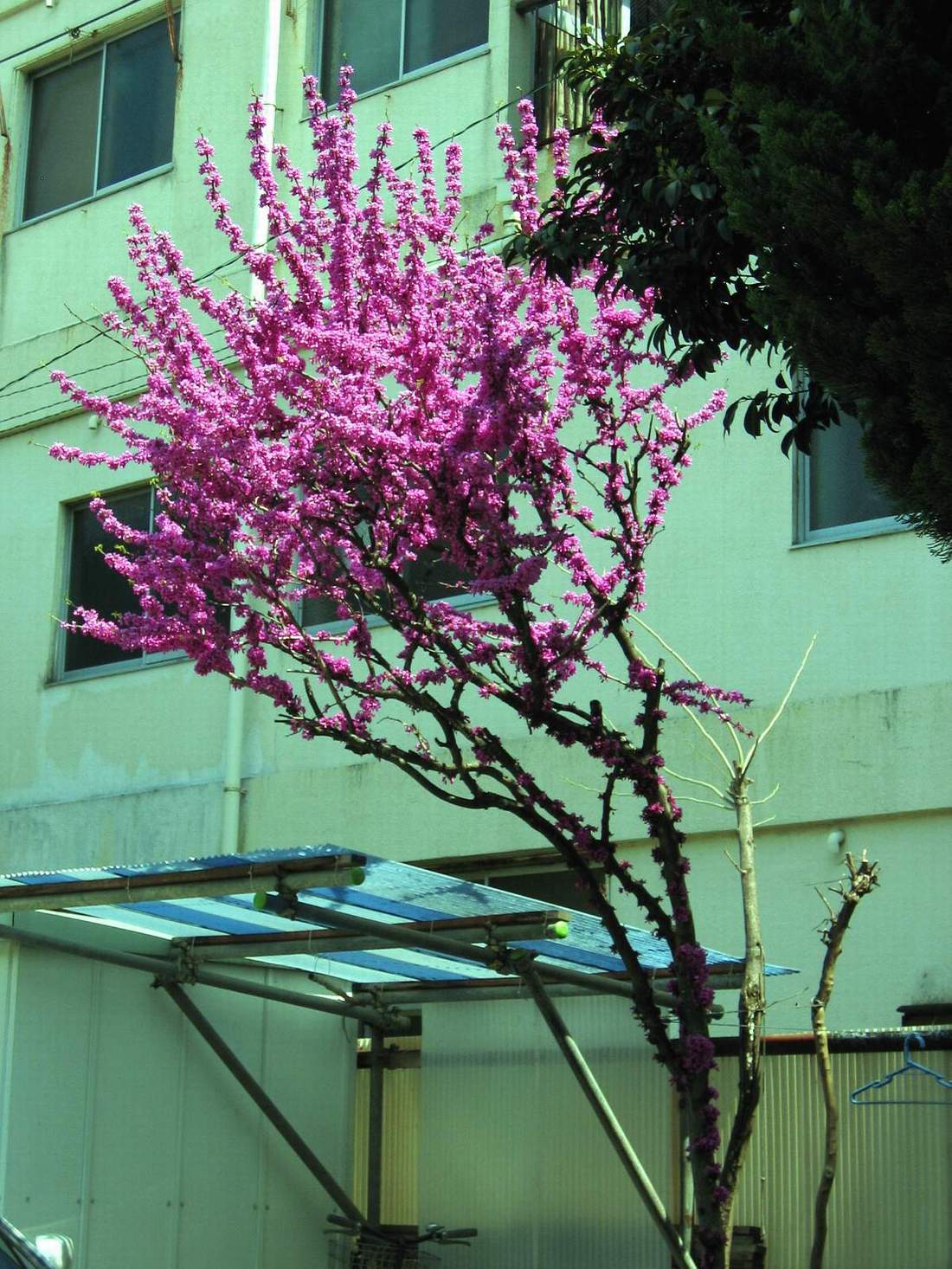 按此在新視窗瀏覽圖片