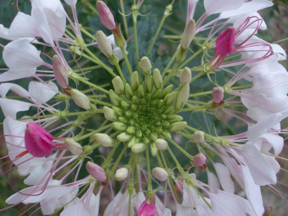 按此在新視窗瀏覽圖片