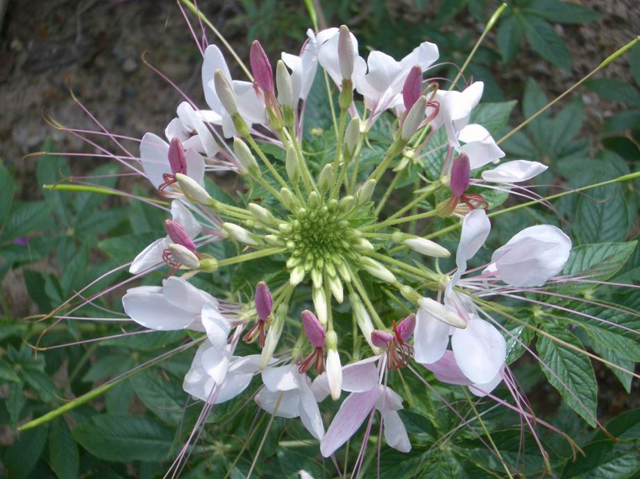 按此在新視窗瀏覽圖片