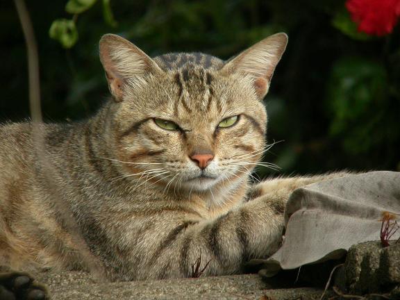 按此在新視窗瀏覽圖片