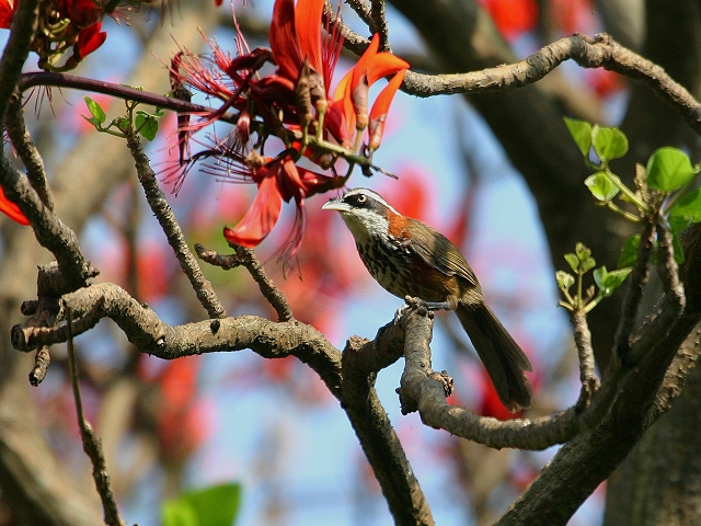 按此在新視窗瀏覽圖片