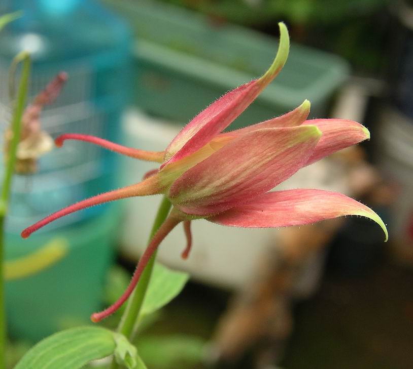 按此在新視窗瀏覽圖片