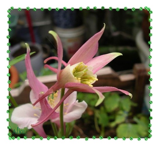 按此在新視窗瀏覽圖片