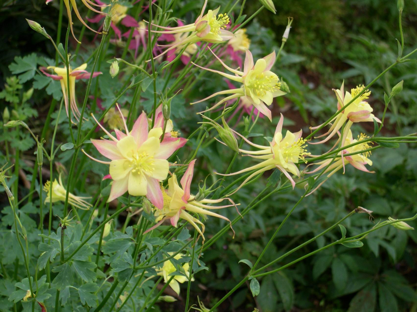 按此在新視窗瀏覽圖片