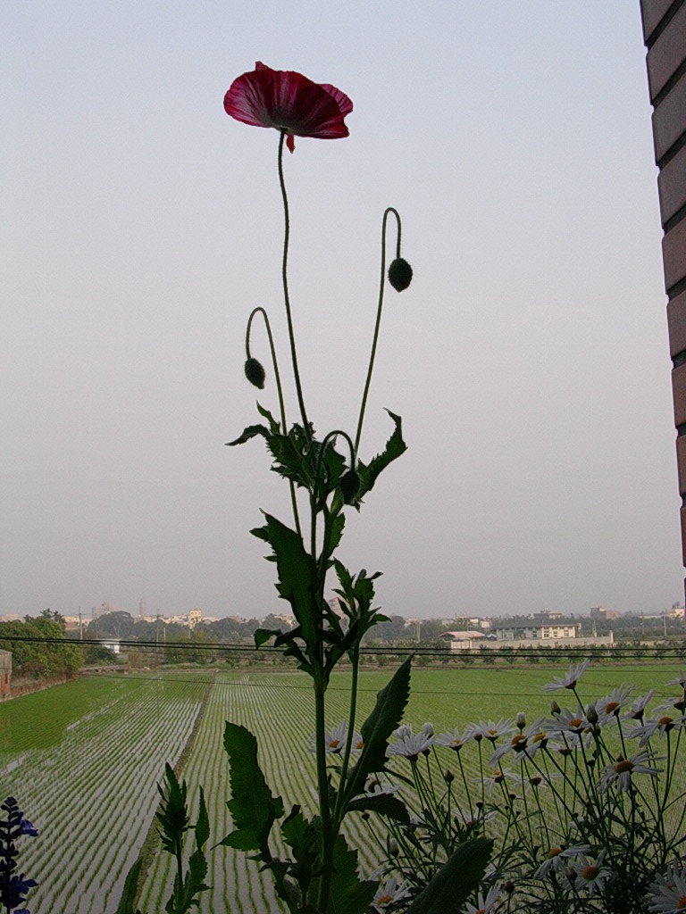 按此在新視窗瀏覽圖片