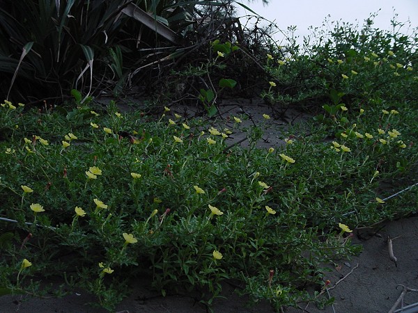 按此在新視窗瀏覽圖片