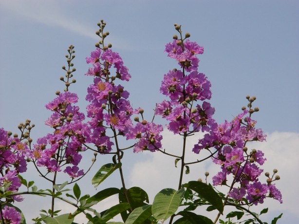 按此在新視窗瀏覽圖片