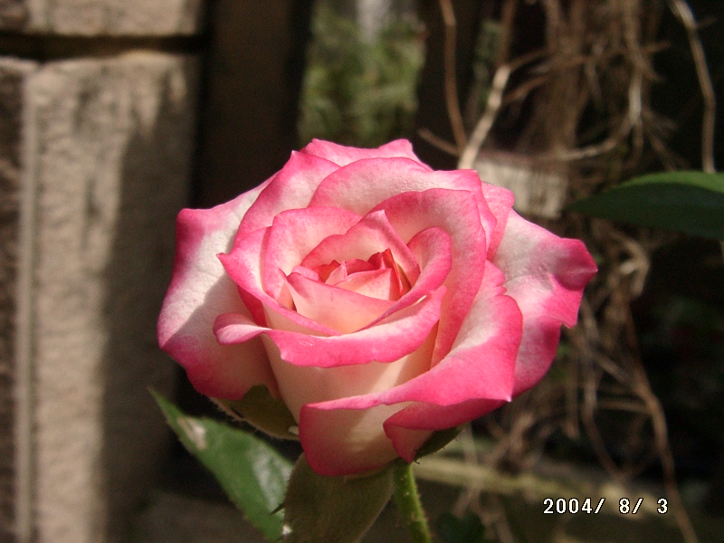 按此在新視窗瀏覽圖片