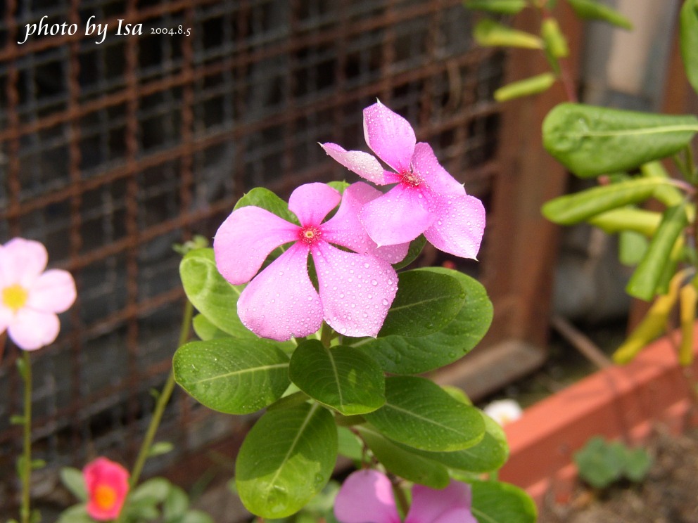 按此在新視窗瀏覽圖片