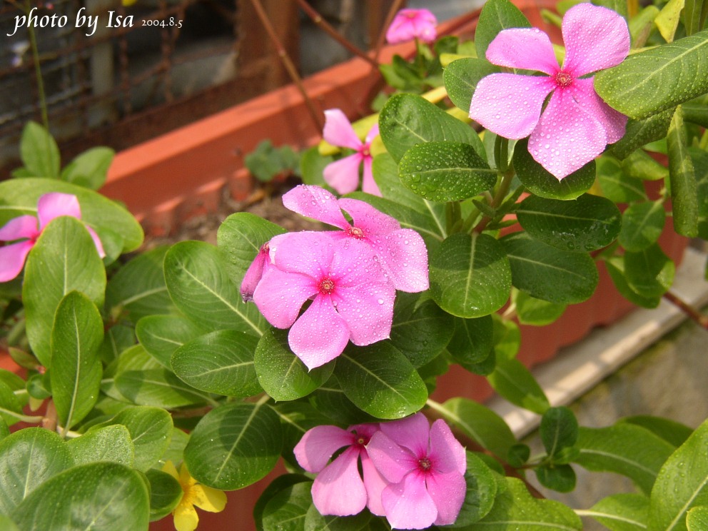 按此在新視窗瀏覽圖片