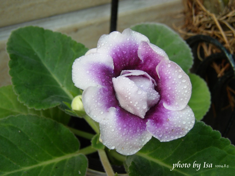 按此在新視窗瀏覽圖片