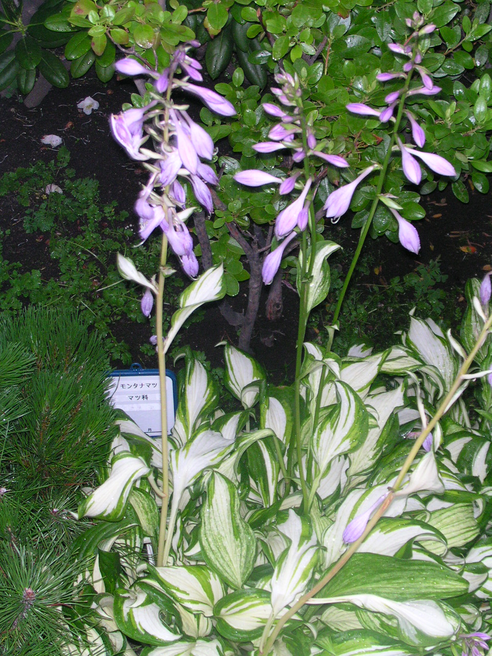 按此在新視窗瀏覽圖片