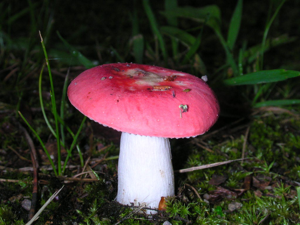 按此在新視窗瀏覽圖片