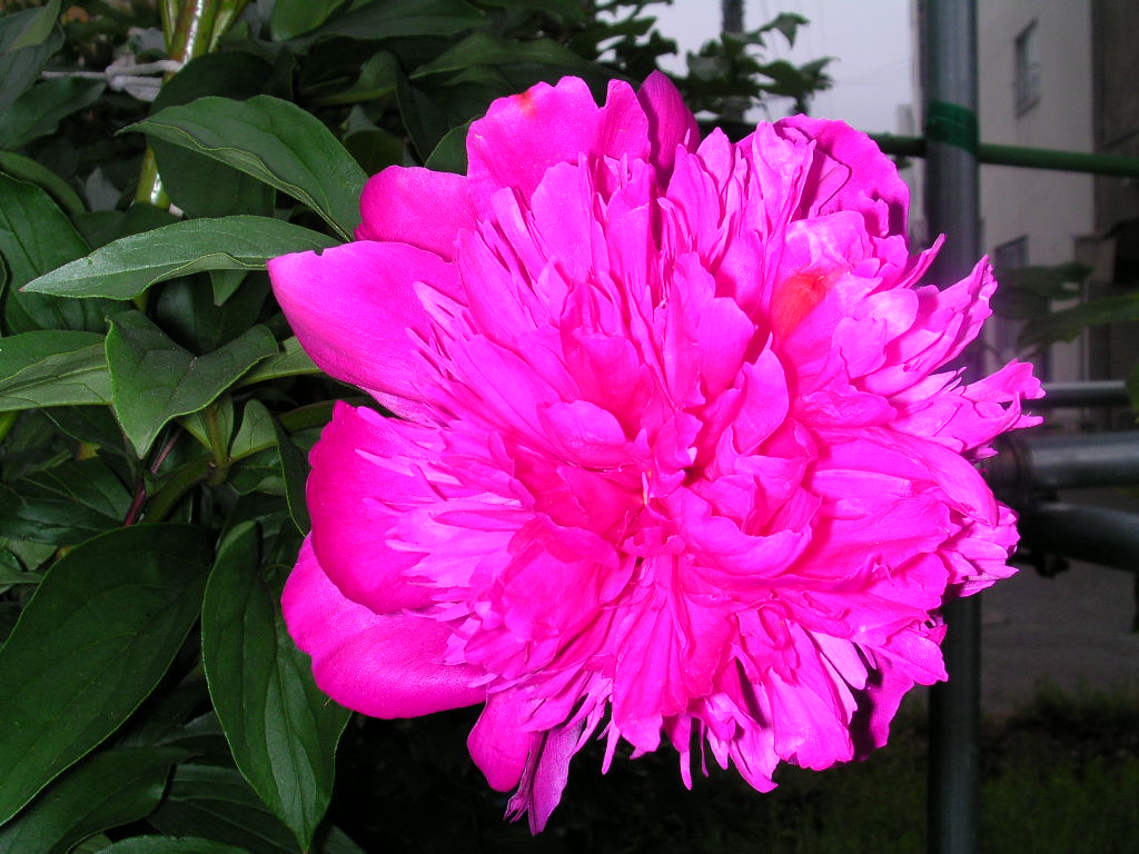 按此在新視窗瀏覽圖片