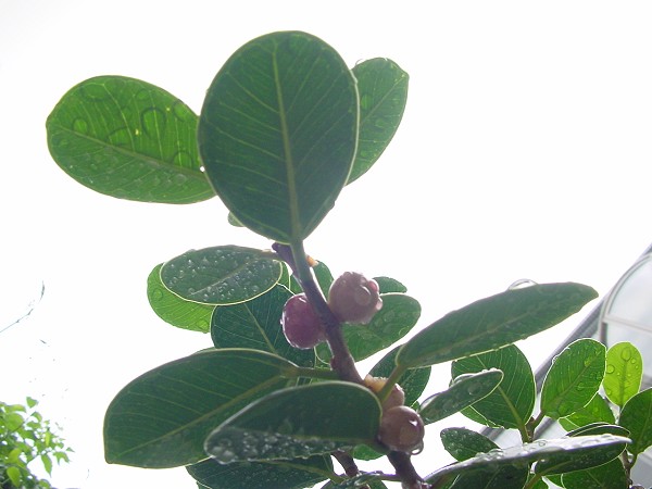 按此在新視窗瀏覽圖片