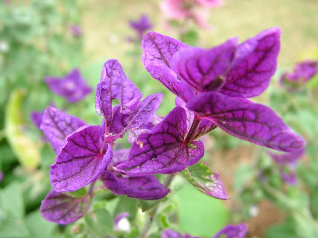 按此在新視窗瀏覽圖片