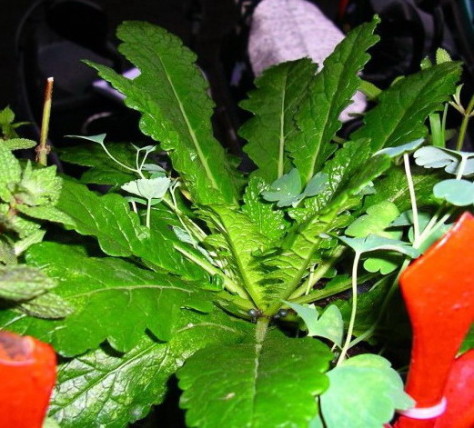 按此在新視窗瀏覽圖片