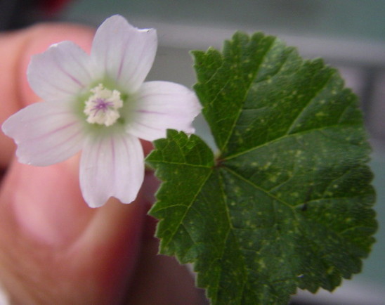 按此在新視窗瀏覽圖片