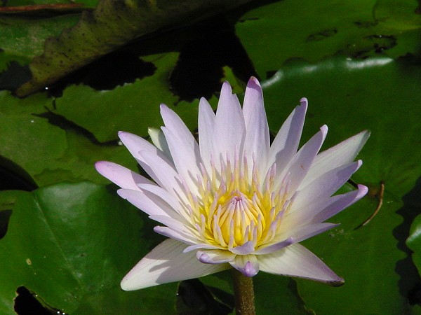 按此在新視窗瀏覽圖片