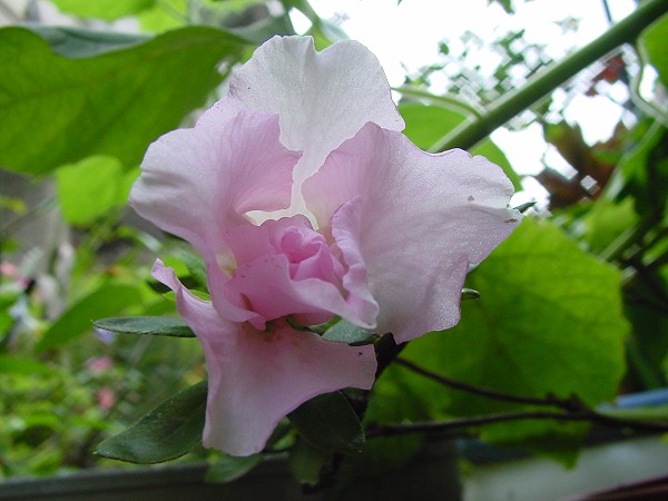 按此在新視窗瀏覽圖片