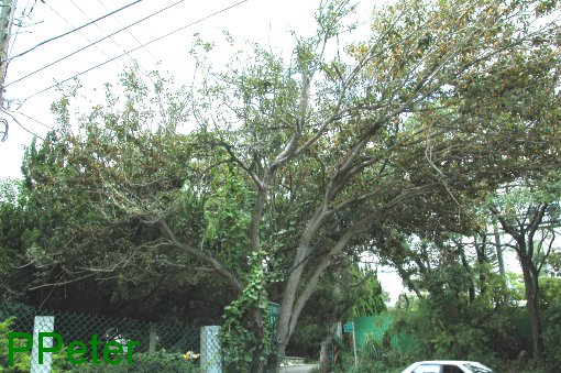 按此在新視窗瀏覽圖片