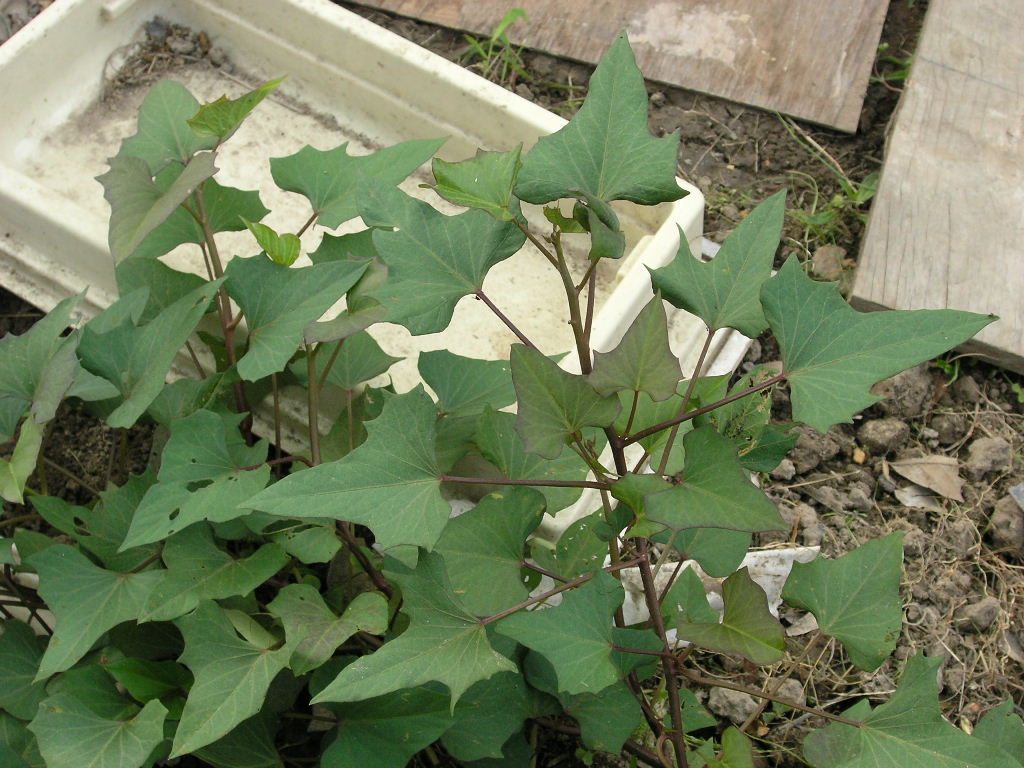 按此在新視窗瀏覽圖片