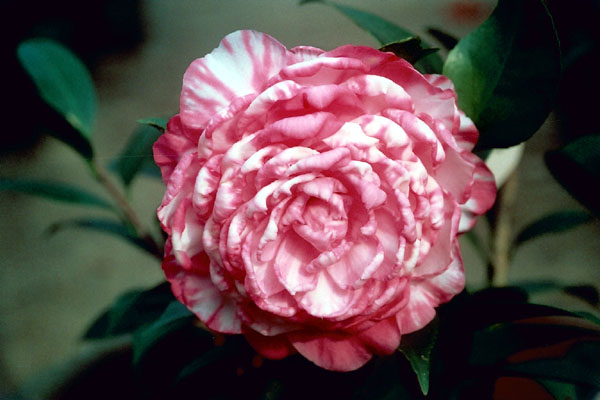 按此在新視窗瀏覽圖片