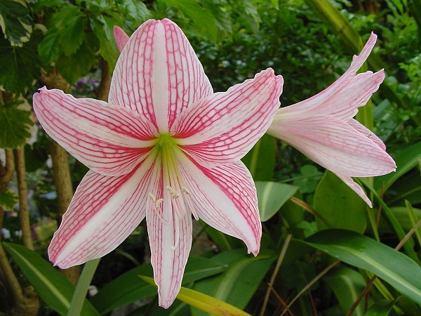 按此在新視窗瀏覽圖片