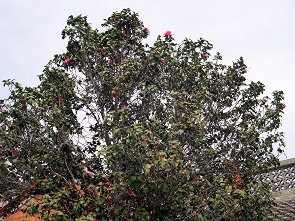 按此在新視窗瀏覽圖片