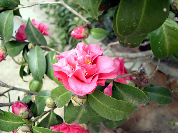 按此在新視窗瀏覽圖片