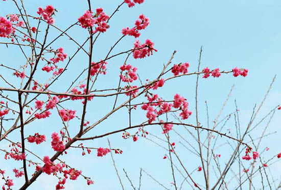 按此在新視窗瀏覽圖片