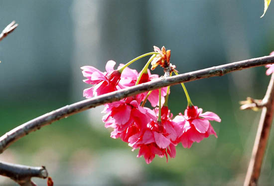 按此在新視窗瀏覽圖片
