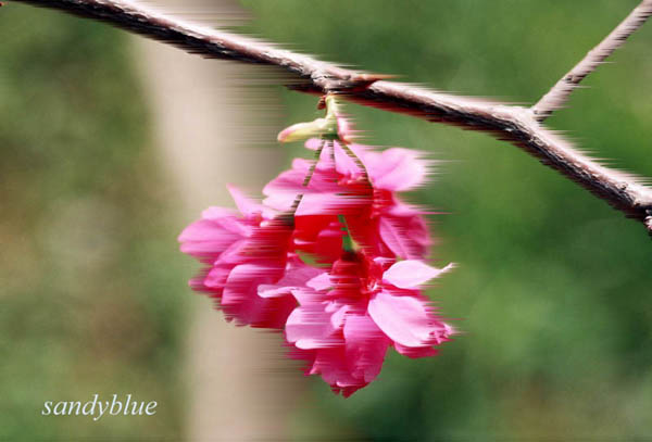 按此在新視窗瀏覽圖片