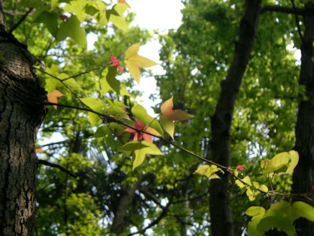 按此在新視窗瀏覽圖片