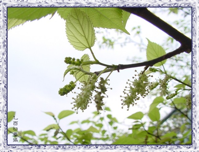 按此在新視窗瀏覽圖片