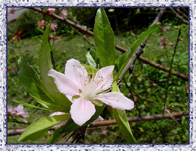 按此在新視窗瀏覽圖片