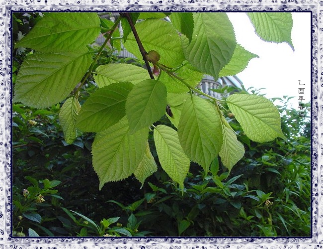 按此在新視窗瀏覽圖片