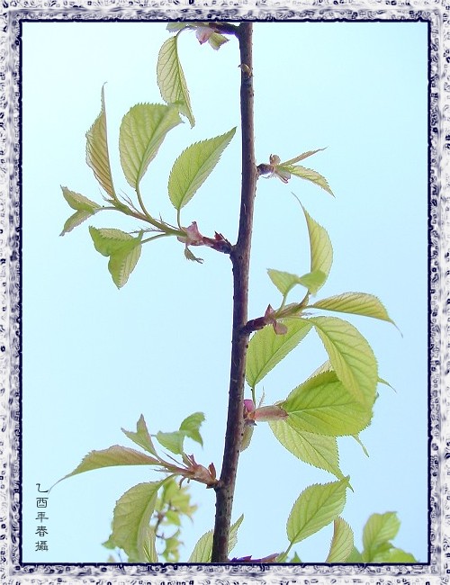 按此在新視窗瀏覽圖片