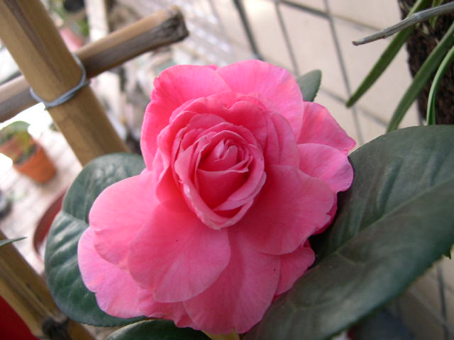 按此在新視窗瀏覽圖片