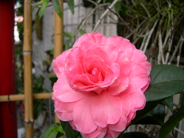 按此在新視窗瀏覽圖片