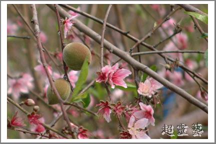 按此在新視窗瀏覽圖片