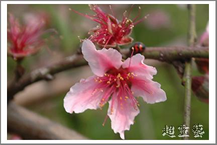 按此在新視窗瀏覽圖片