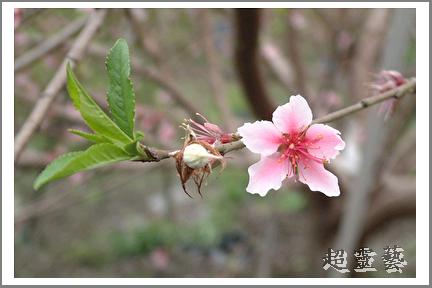 按此在新視窗瀏覽圖片