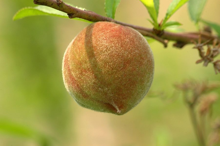 按此在新視窗瀏覽圖片