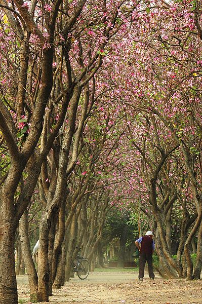 按此在新視窗瀏覽圖片